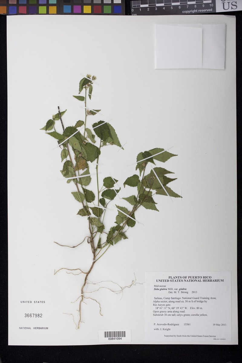Sida glabra var. glabra
