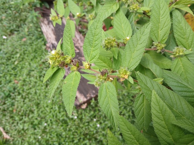 Clustered Fanpetals