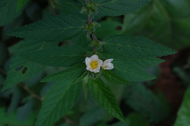 Clustered Fanpetals photo 8