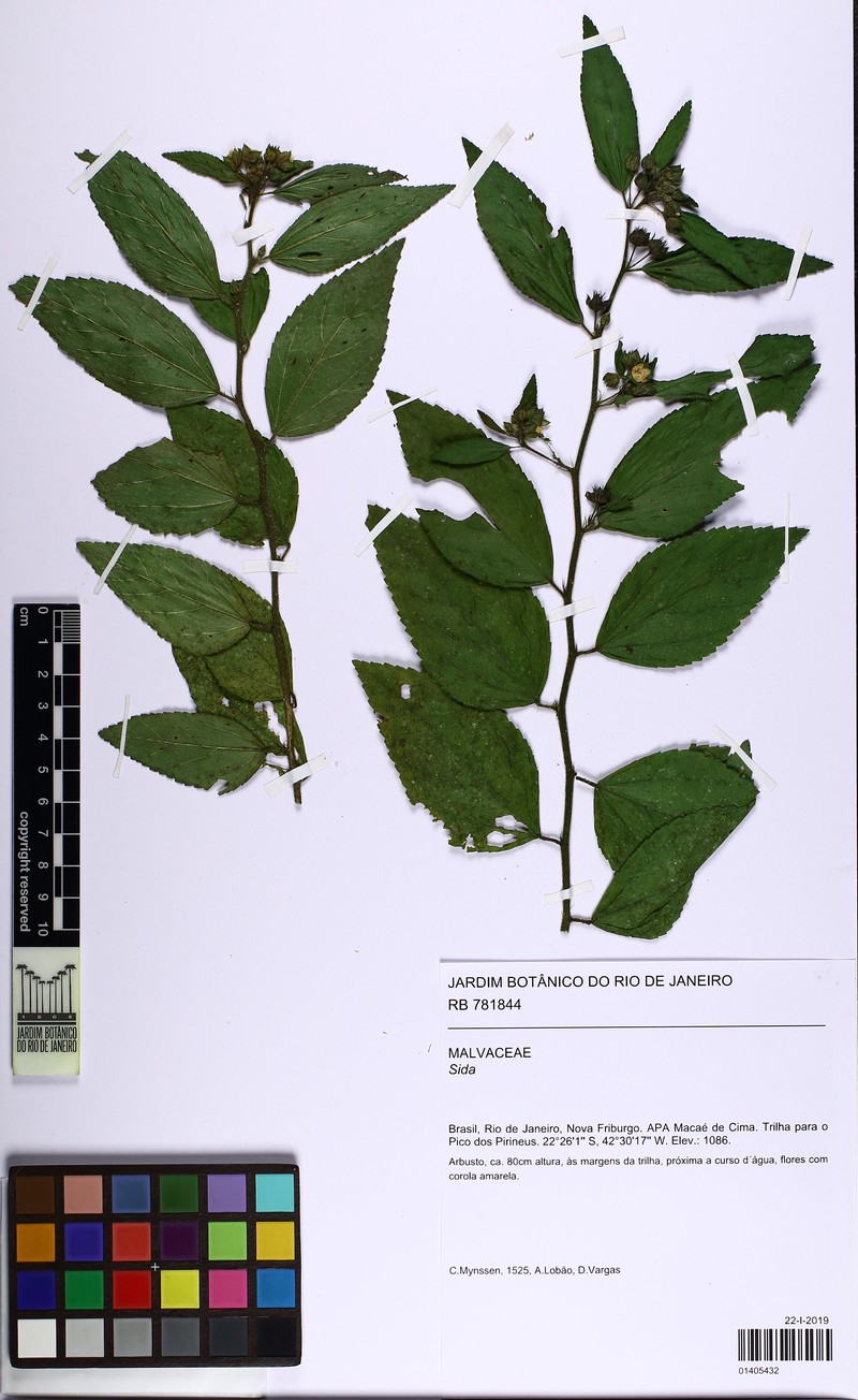 Sida hatschbachii