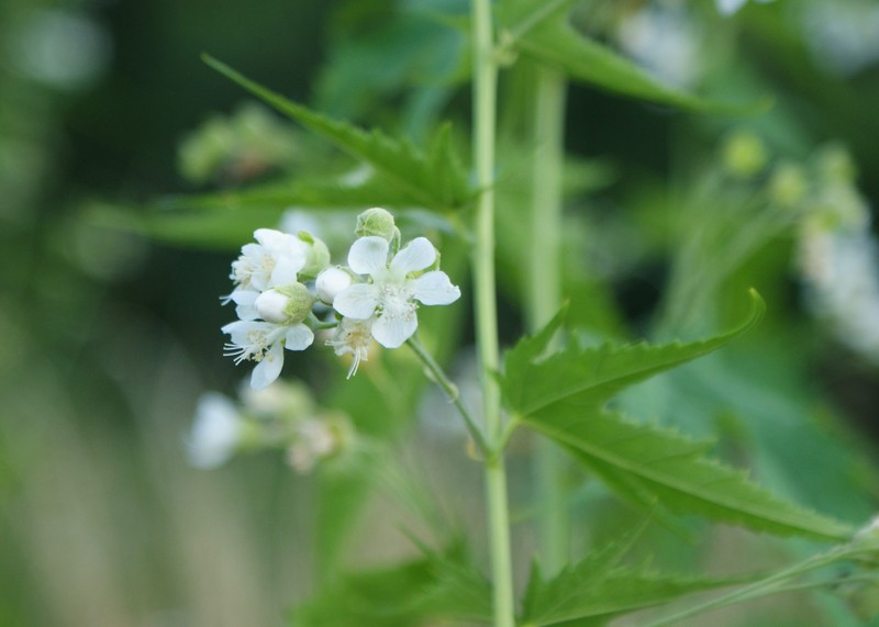 Virginia Fanpetals photo 5