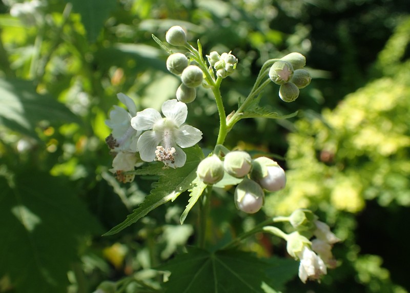 Virginia Fanpetals photo 7