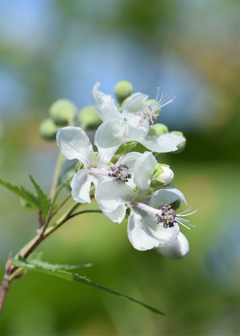 Virginia Fanpetals photo 8