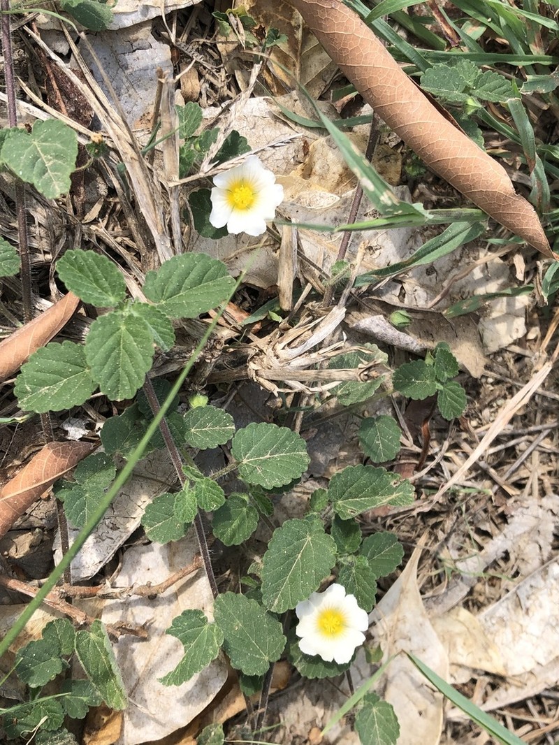 Jamaican Fanpetals