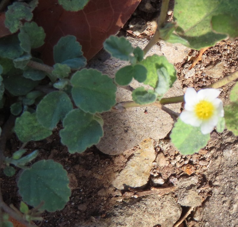 Jamaican Fanpetals photo 2