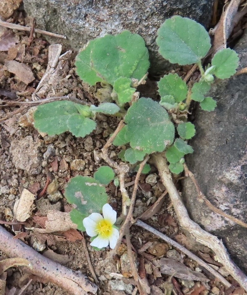 Jamaican Fanpetals photo 3