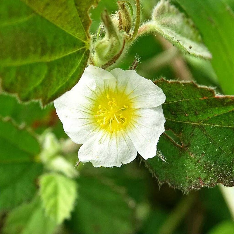 Jamaican Fanpetals photo 4