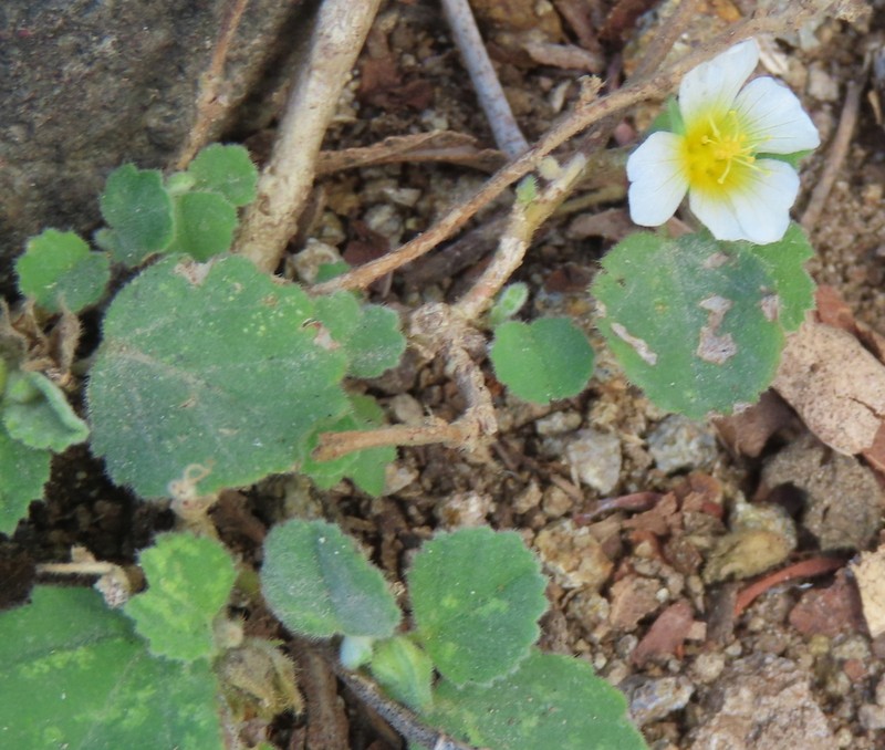Jamaican Fanpetals photo 5