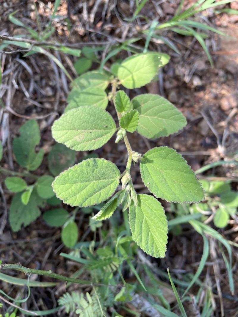 Jamaican Fanpetals photo 6