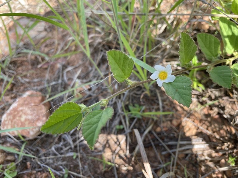 Jamaican Fanpetals photo 7