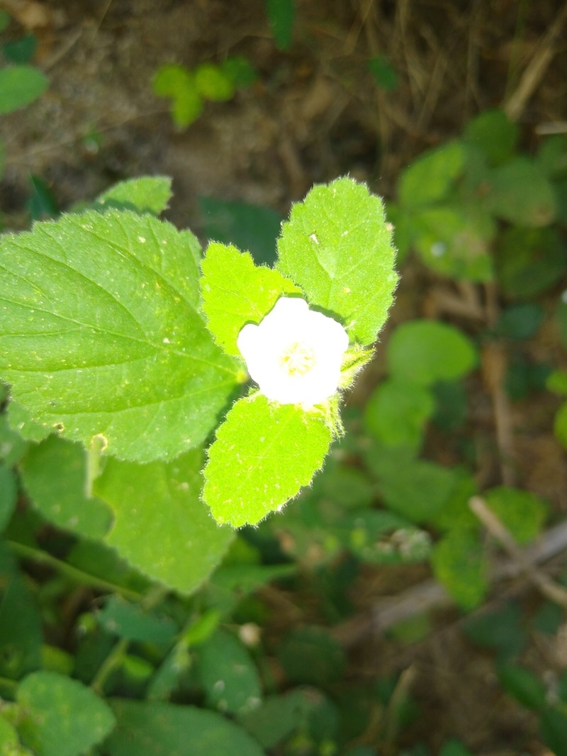Jamaican Fanpetals photo 8
