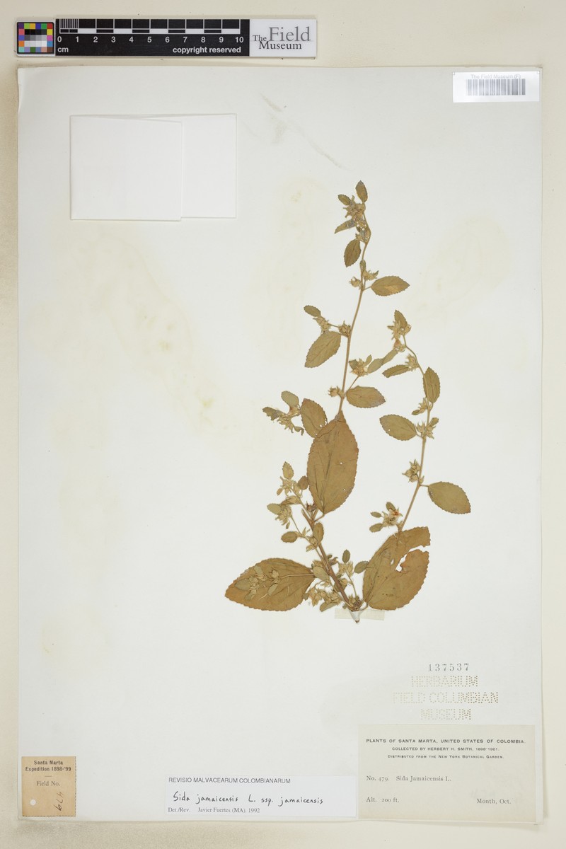 Sida jamaicensis subsp. jamaicensis