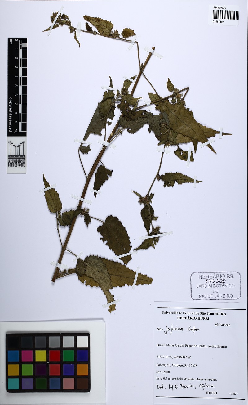 Sida japiana