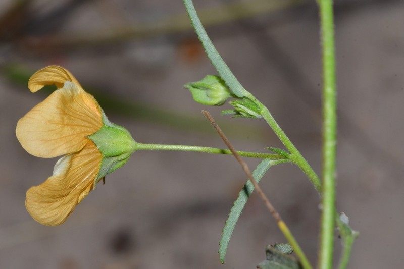 Showy Fanpetals