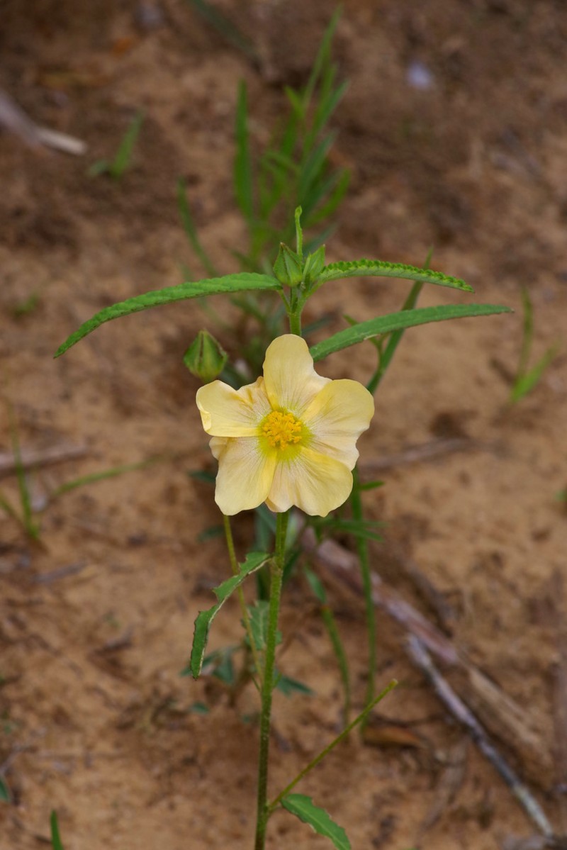 Showy Fanpetals photo 2