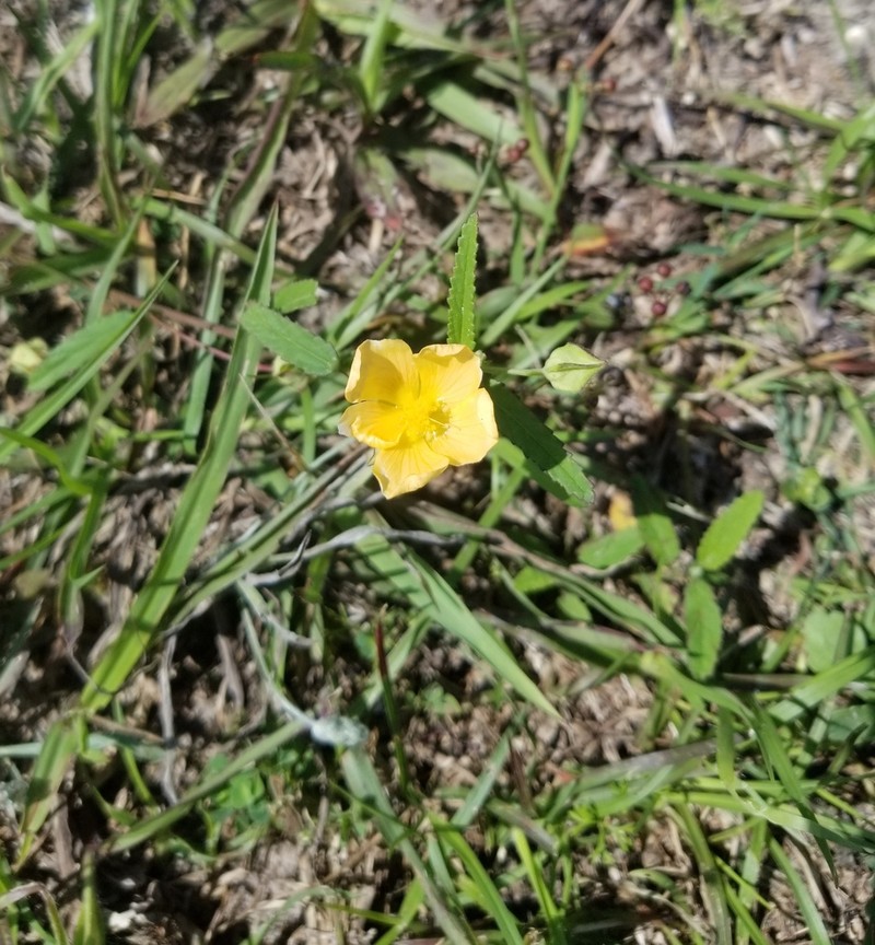 Showy Fanpetals photo 3