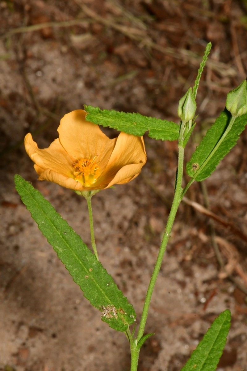 Showy Fanpetals photo 4
