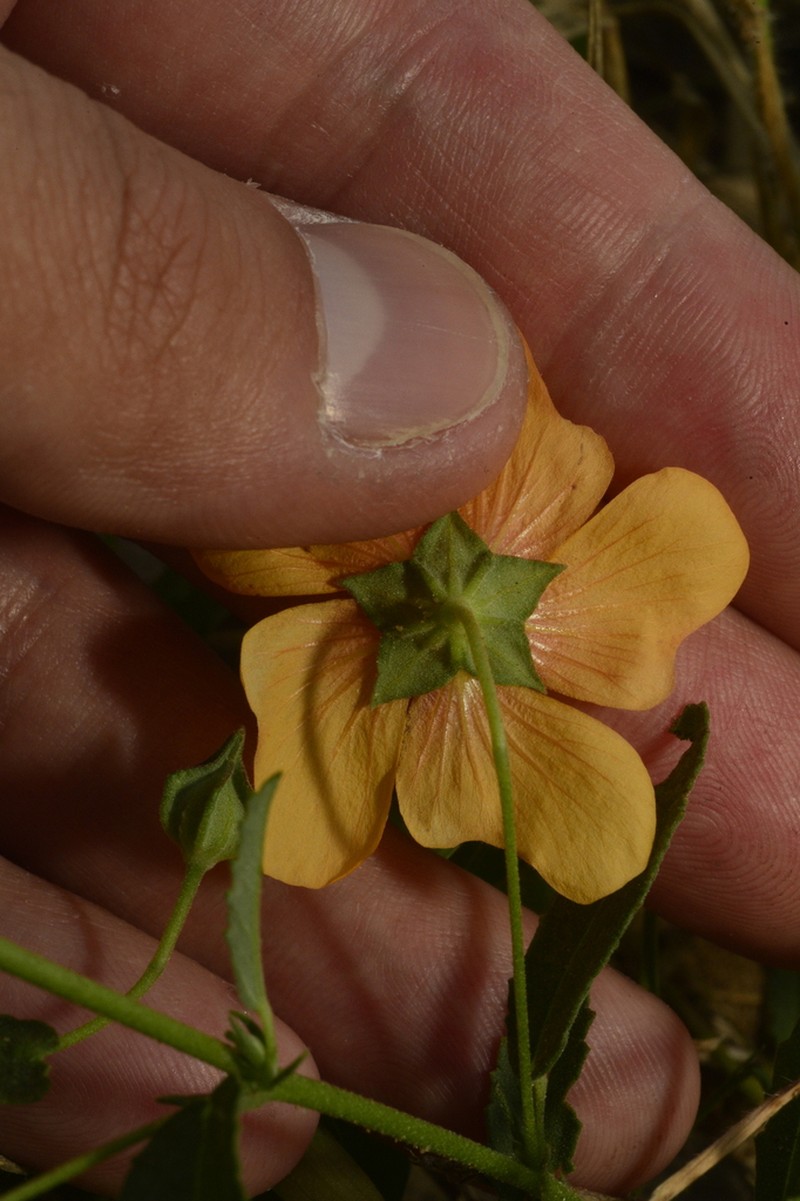 Showy Fanpetals photo 5