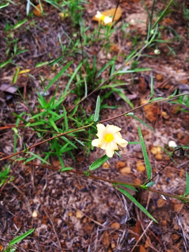 Showy Fanpetals photo 6