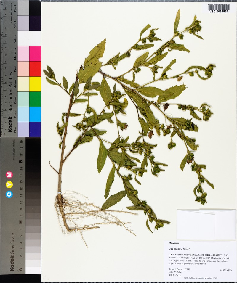 Sida littoralis