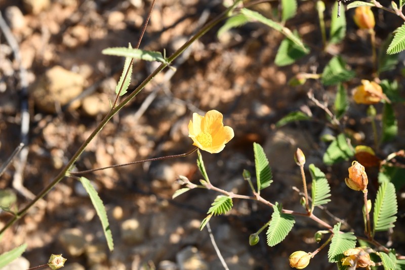 Stockflower Fanpetals photo 5