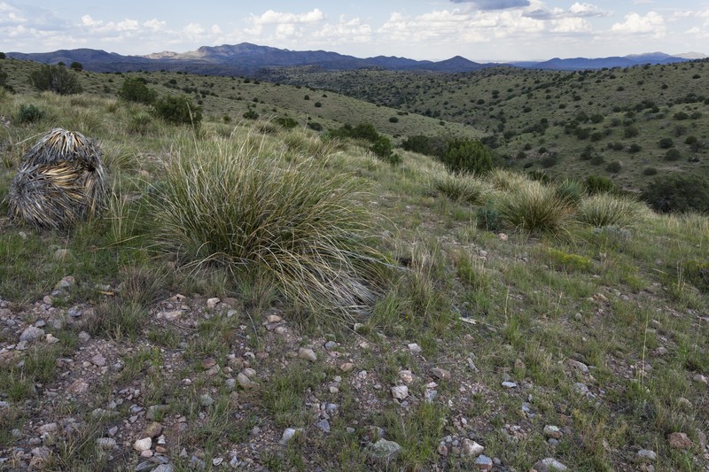New Mexico Fanpetals photo 3