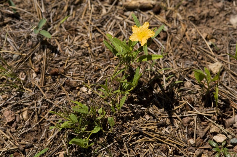 New Mexico Fanpetals photo 2