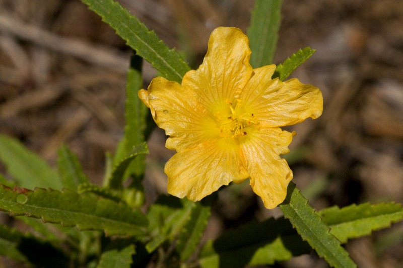 New Mexico Fanpetals
