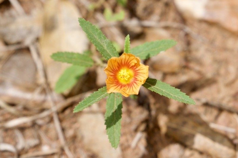 New Mexico Fanpetals