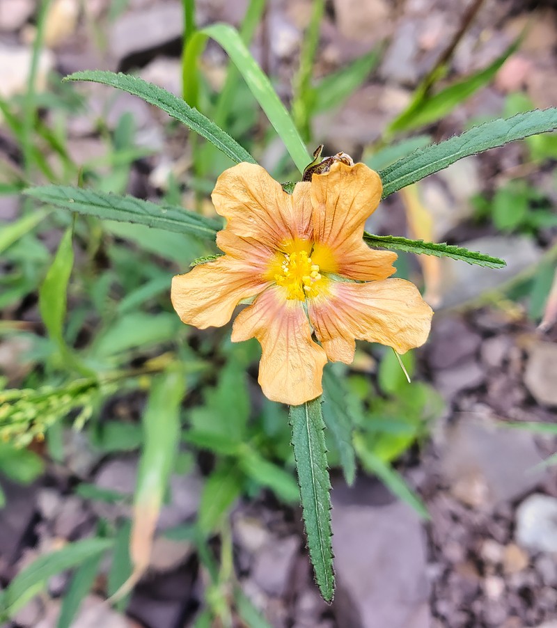 New Mexico Fanpetals photo 2
