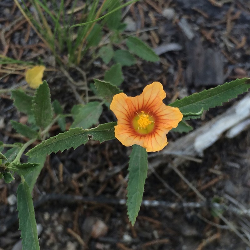 New Mexico Fanpetals photo 3