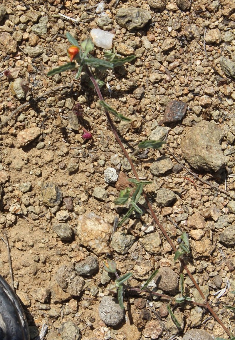 New Mexico Fanpetals photo 4
