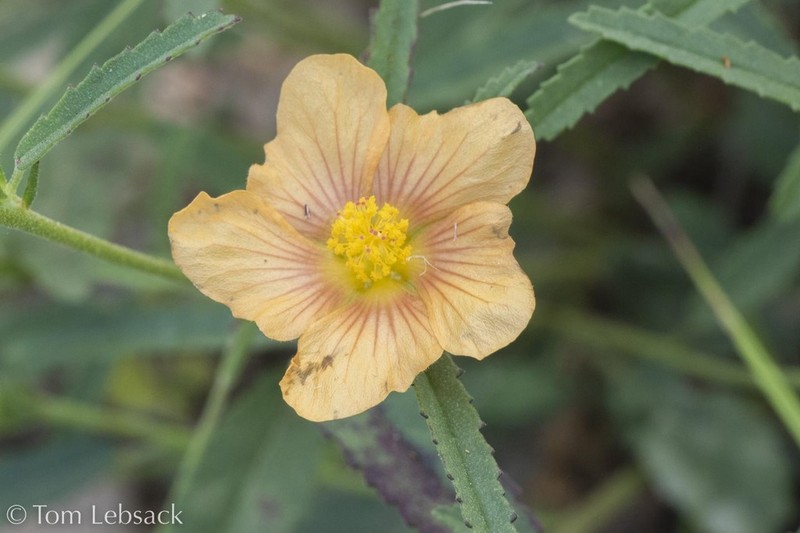 New Mexico Fanpetals photo 6