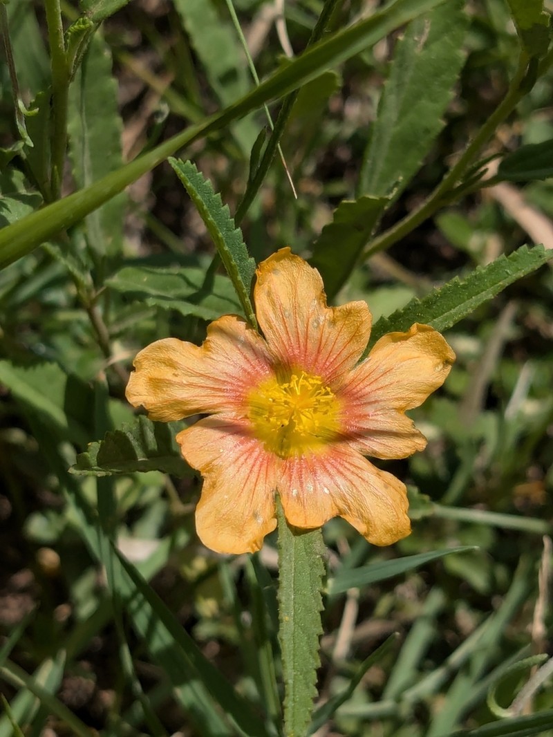 New Mexico Fanpetals photo 7