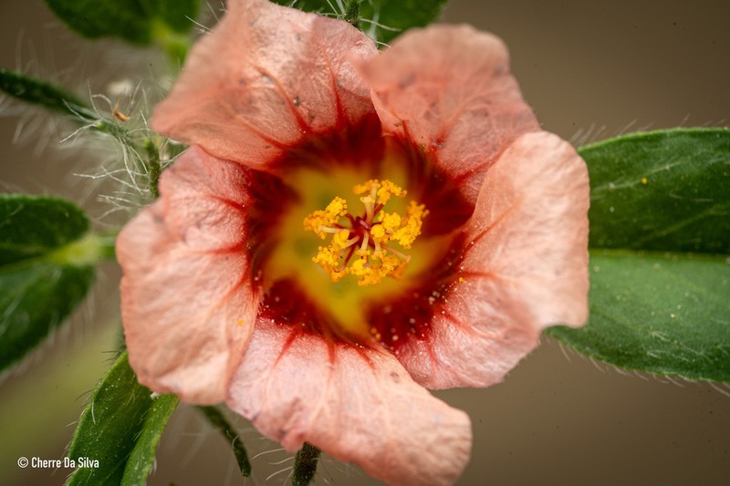 Sida nordestinensis