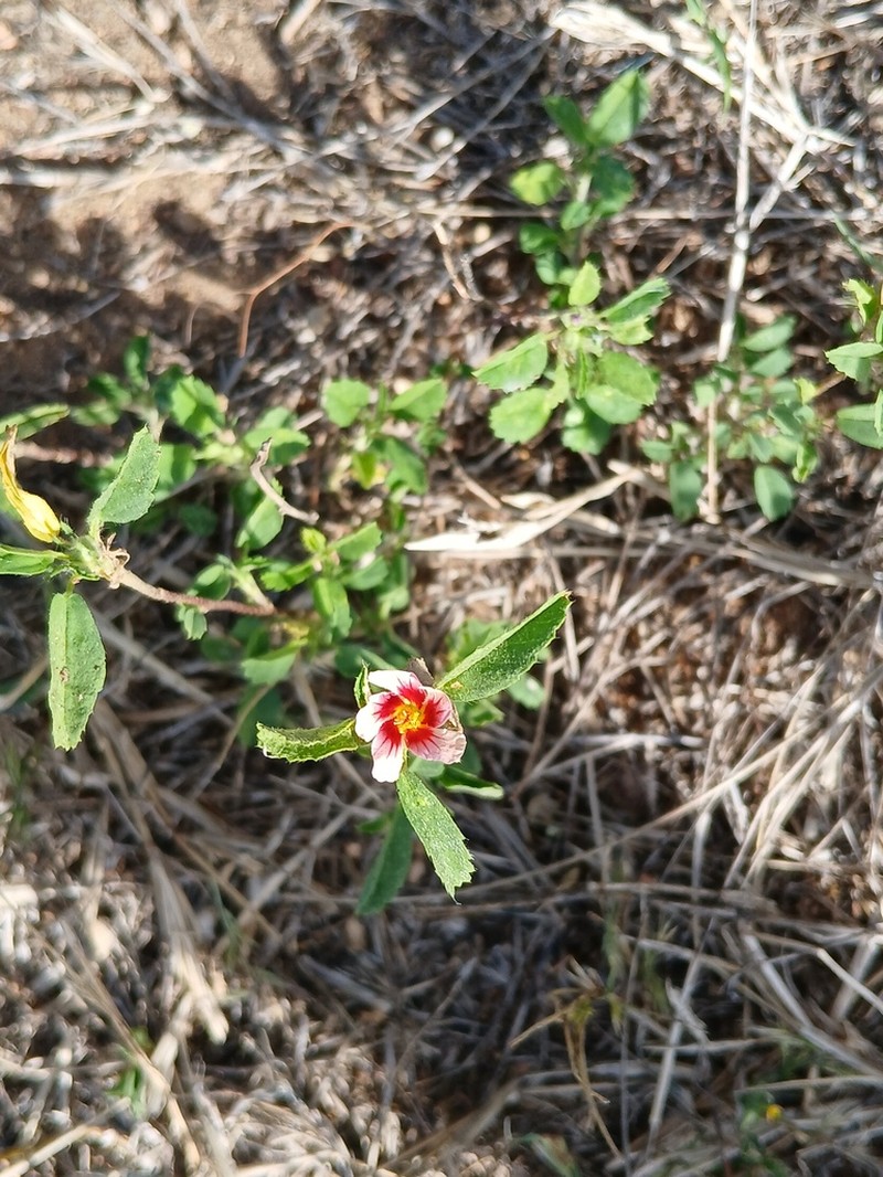 Sida nordestinensis photo 3