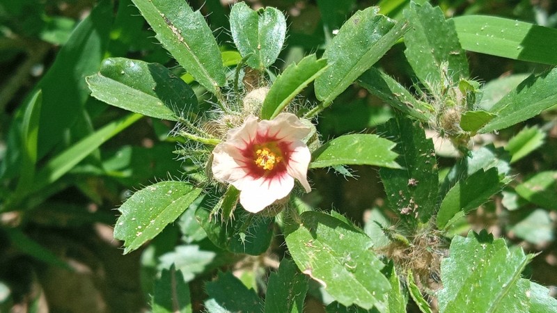 Sida nordestinensis photo 4