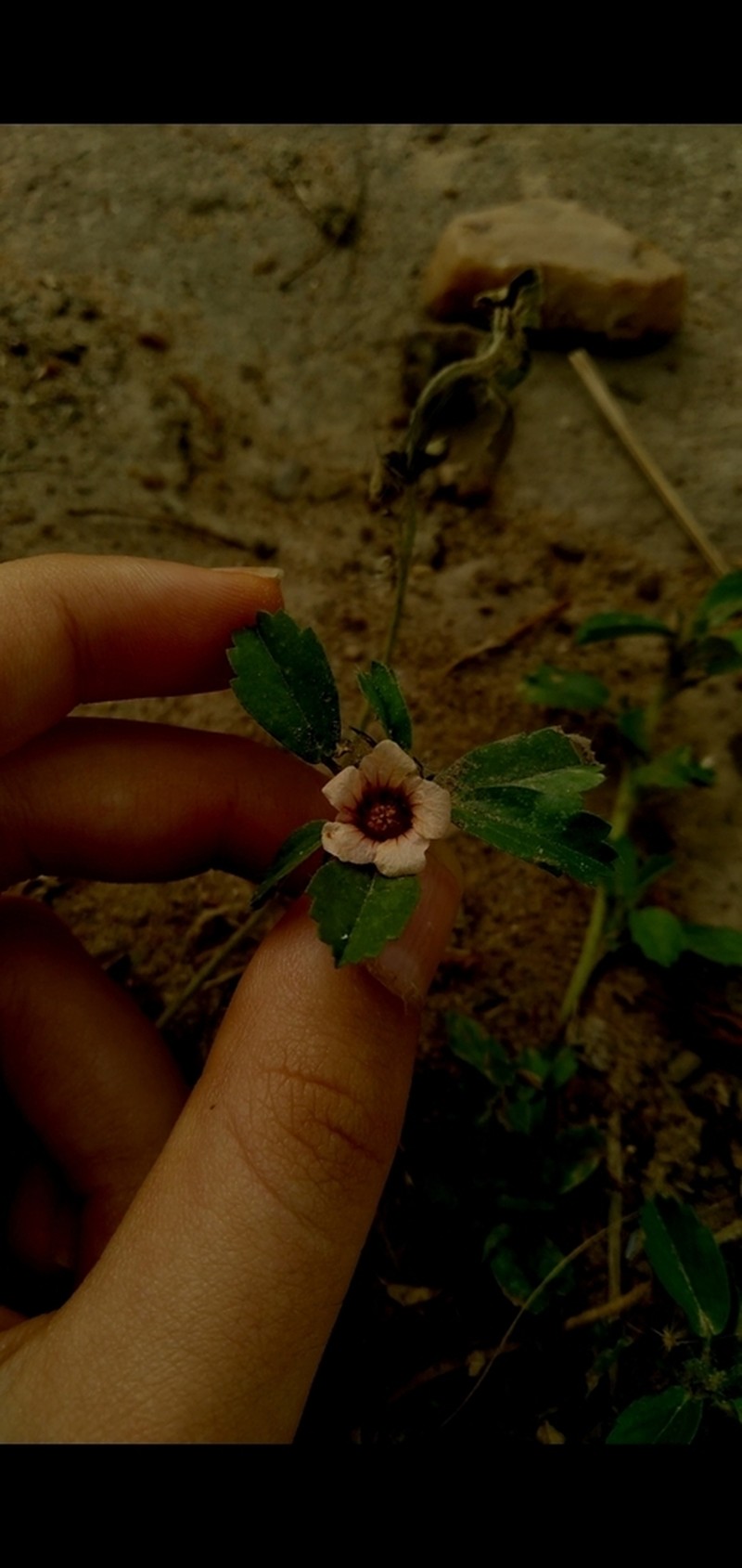 Sida nordestinensis photo 5