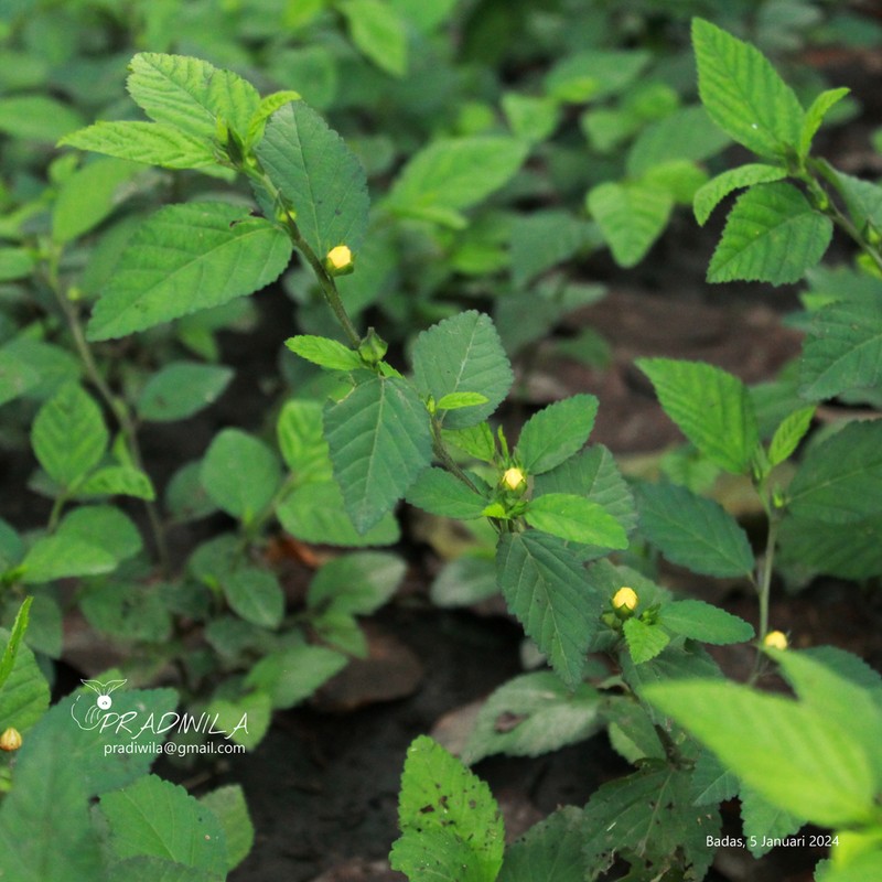 Sida penambangensis