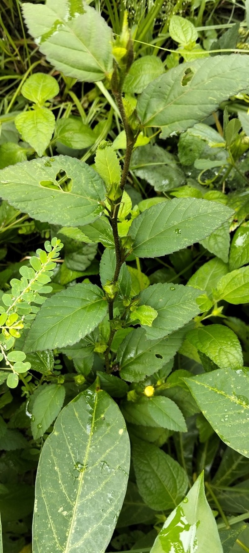 Sida penambangensis photo 2