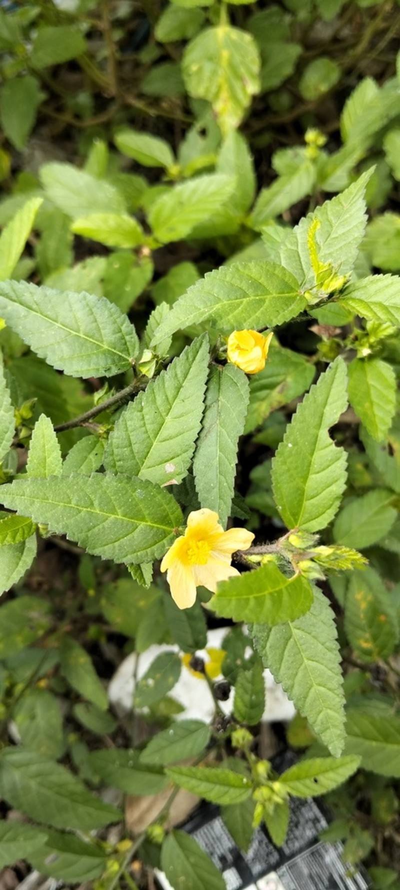 Sida penambangensis photo 3