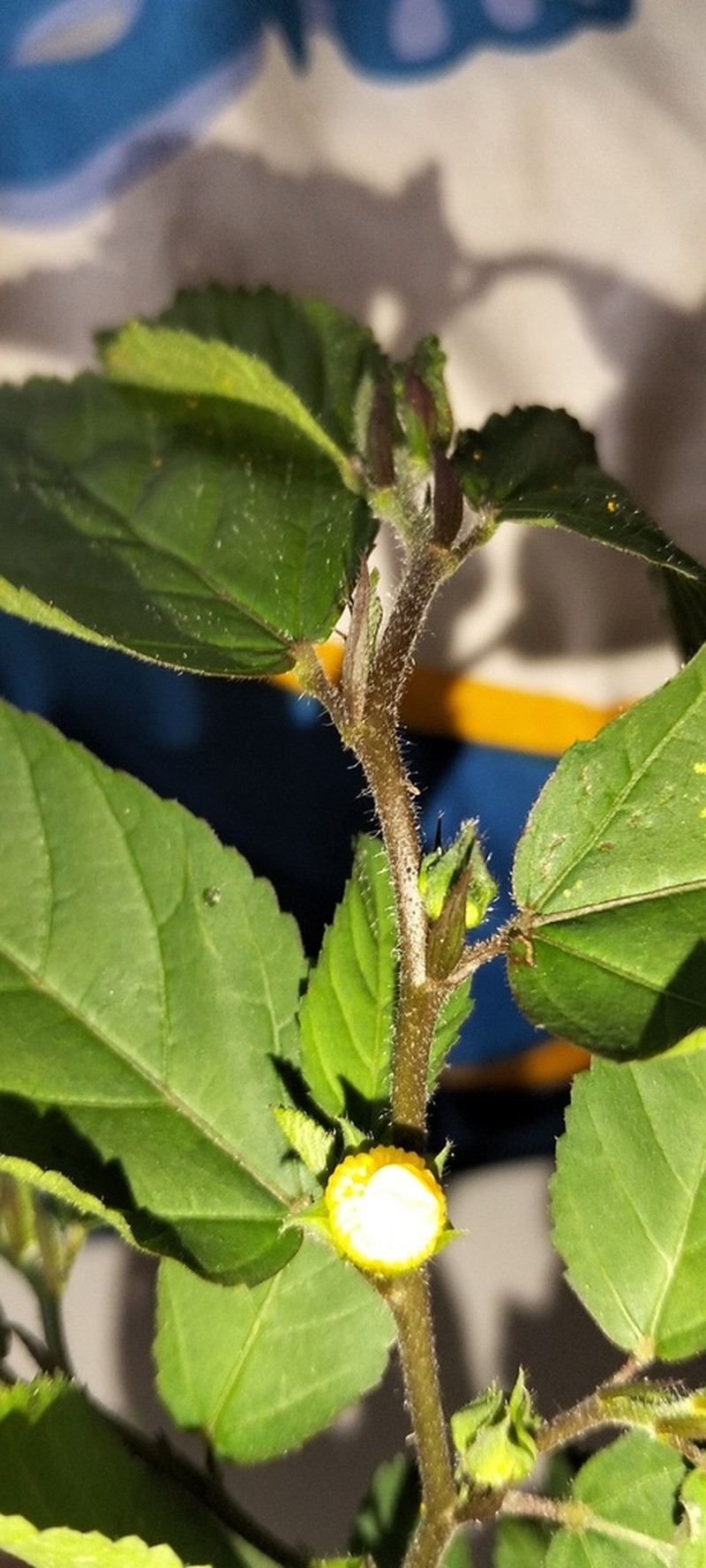 Sida penambangensis photo 4