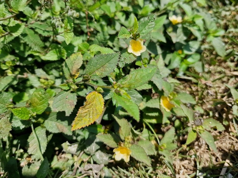 Sida penambangensis photo 8