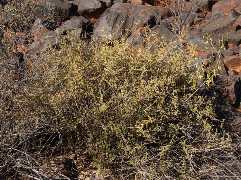 Sida picklesiana