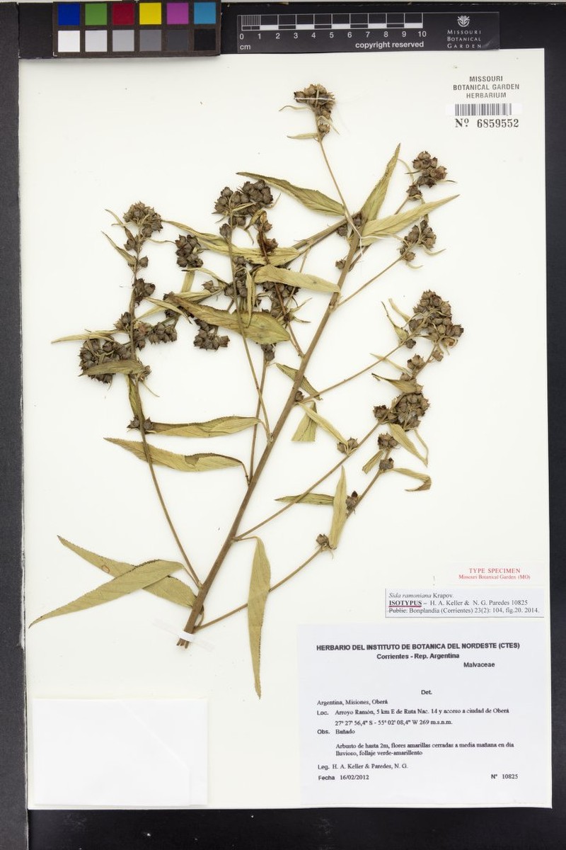 Sida ramoniana