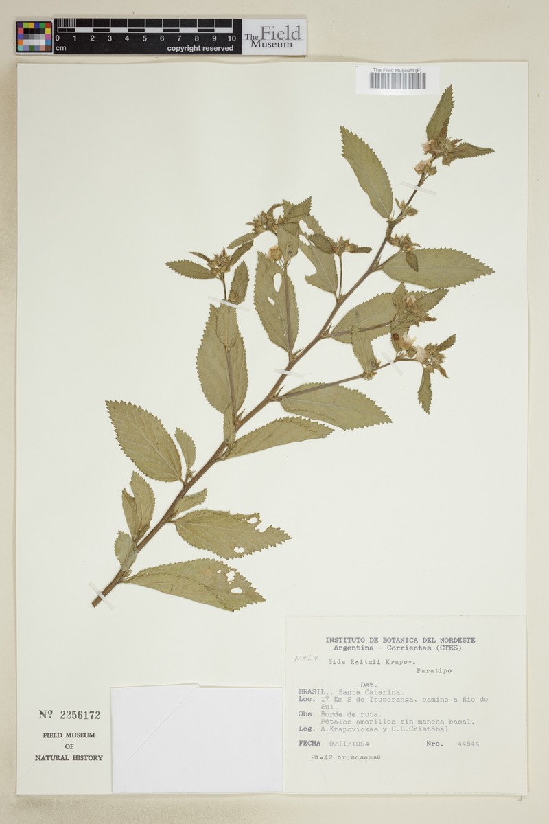 Sida reitzii