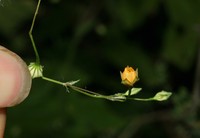 Javanese Fanpetals