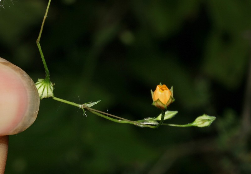 Javanese Fanpetals