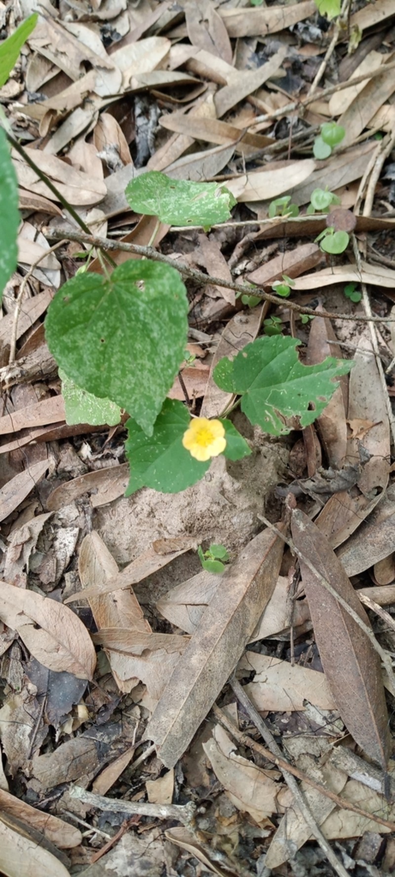 Javanese Fanpetals photo 2