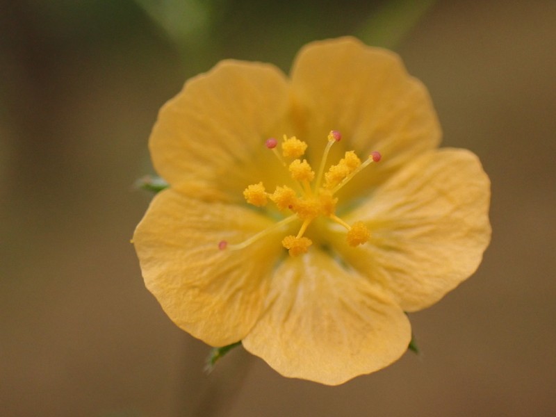 Javanese Fanpetals photo 3